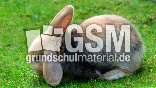 Widderkaninchen (11).jpg